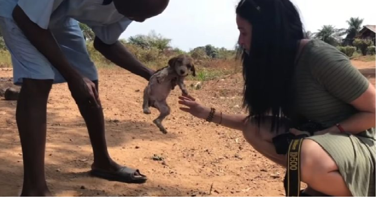 Snafu, un cucciolo in vendita