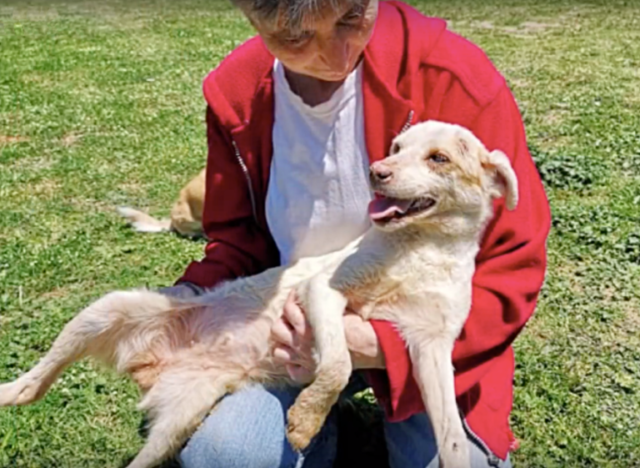 Helen-la-cucciola-cieca-trovata-in-strada 3