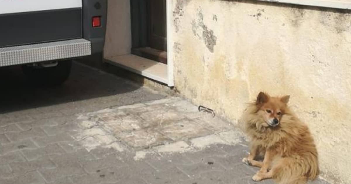 Si è spento Stefano, il volpino che ha aspettato il suo papà umano fuori l’ospedale, per tre anni.