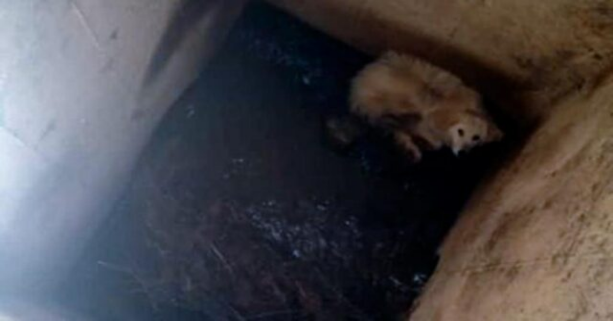 Tennista recupera una pallina finita fuori dal campo e trova un cane in un pozzo