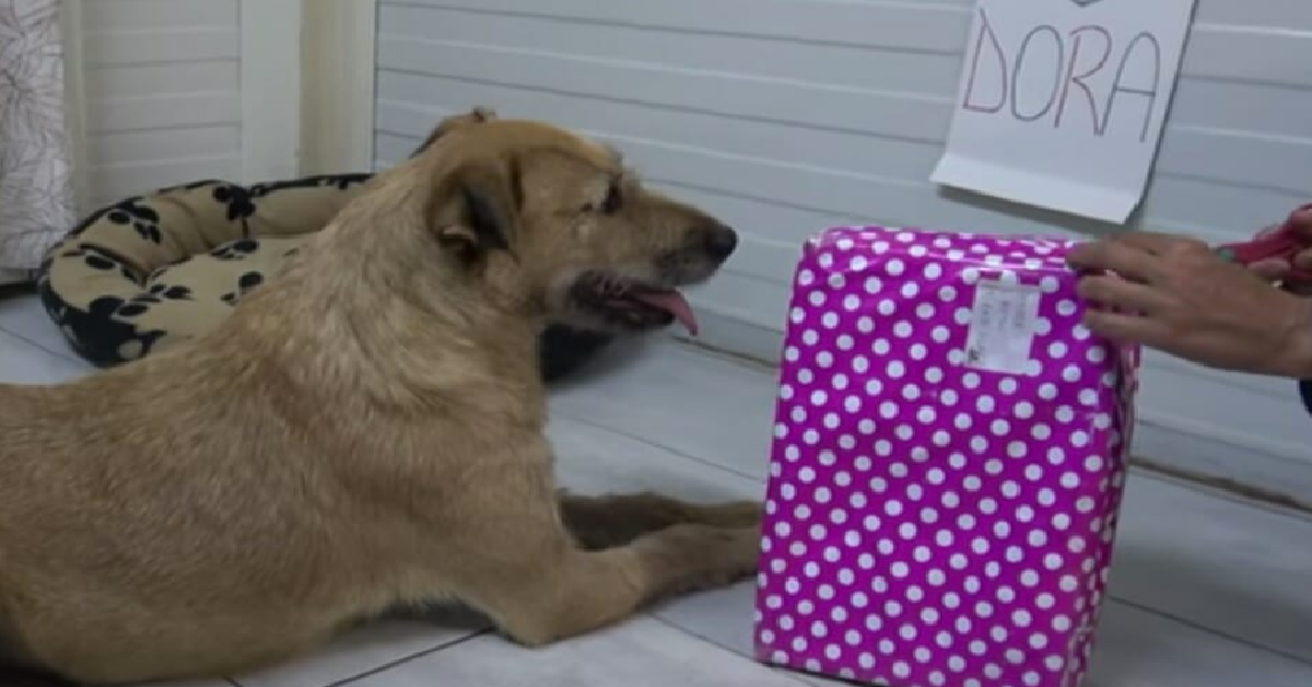 Una lettera cambia la vita di Dora