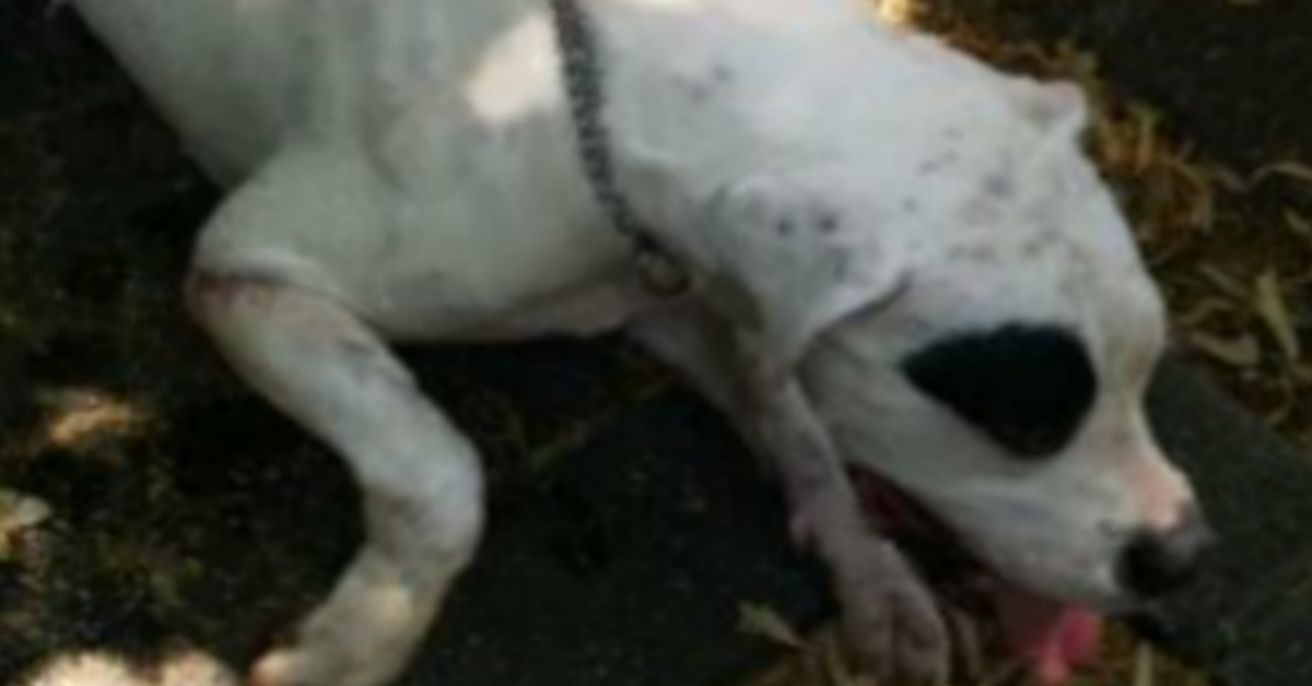 Udine, cane lasciato per ore chiuso in auto con elevate temperature. Salvato dalla Polizia.