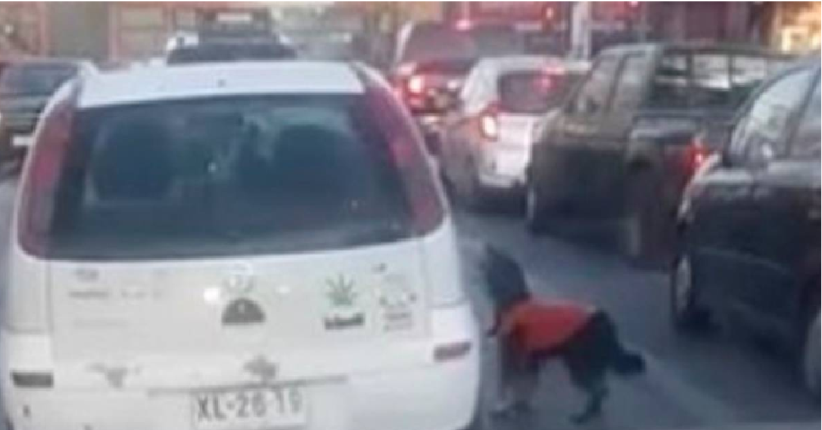 Ripreso mentre abbandona il suo cane