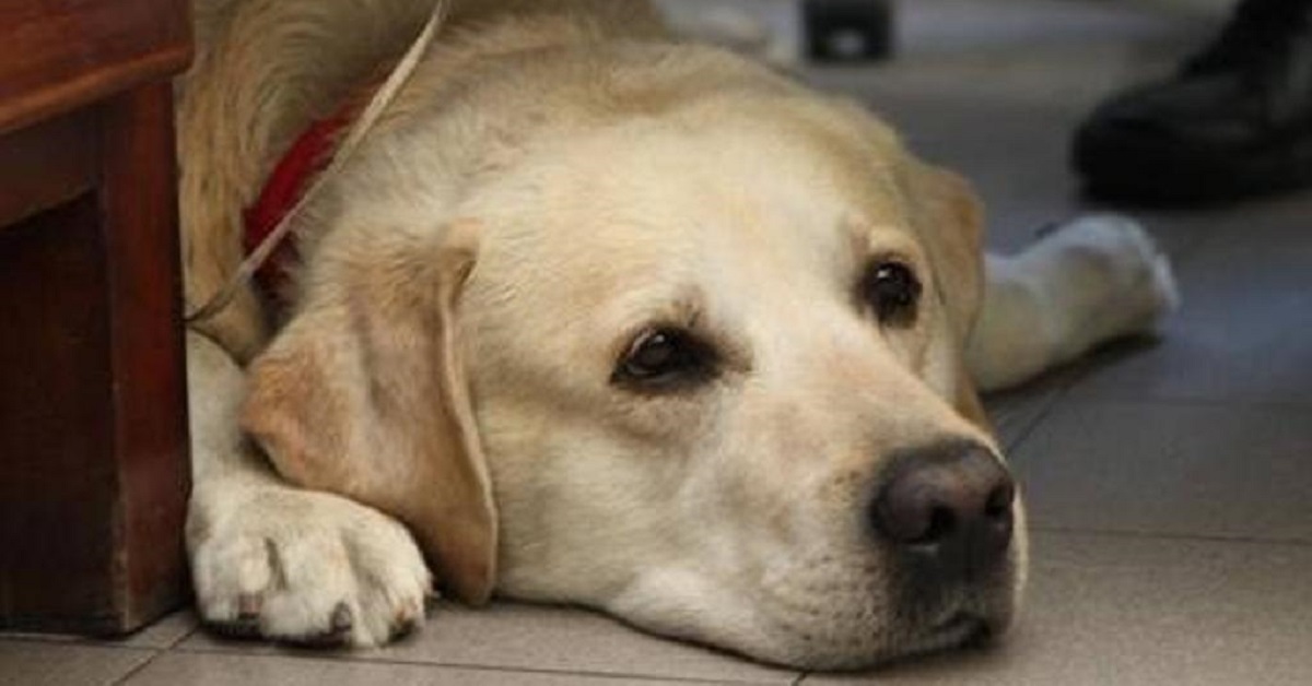 Addio a Rubén, il cane pompiere