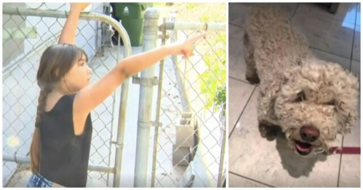 Bambina di 6 anni aiuta a salvare il cane del vicino attaccato da due coyote