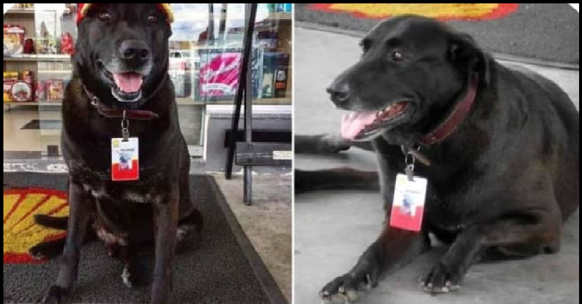 Negao, il cane abbandonato dal benzinaio