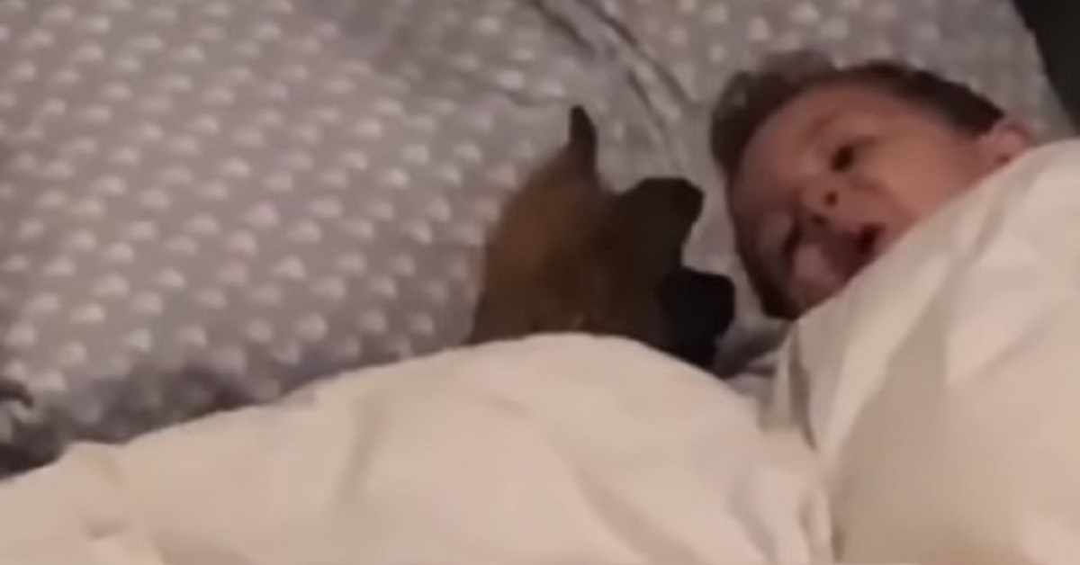 Cane e bambino giocano insieme