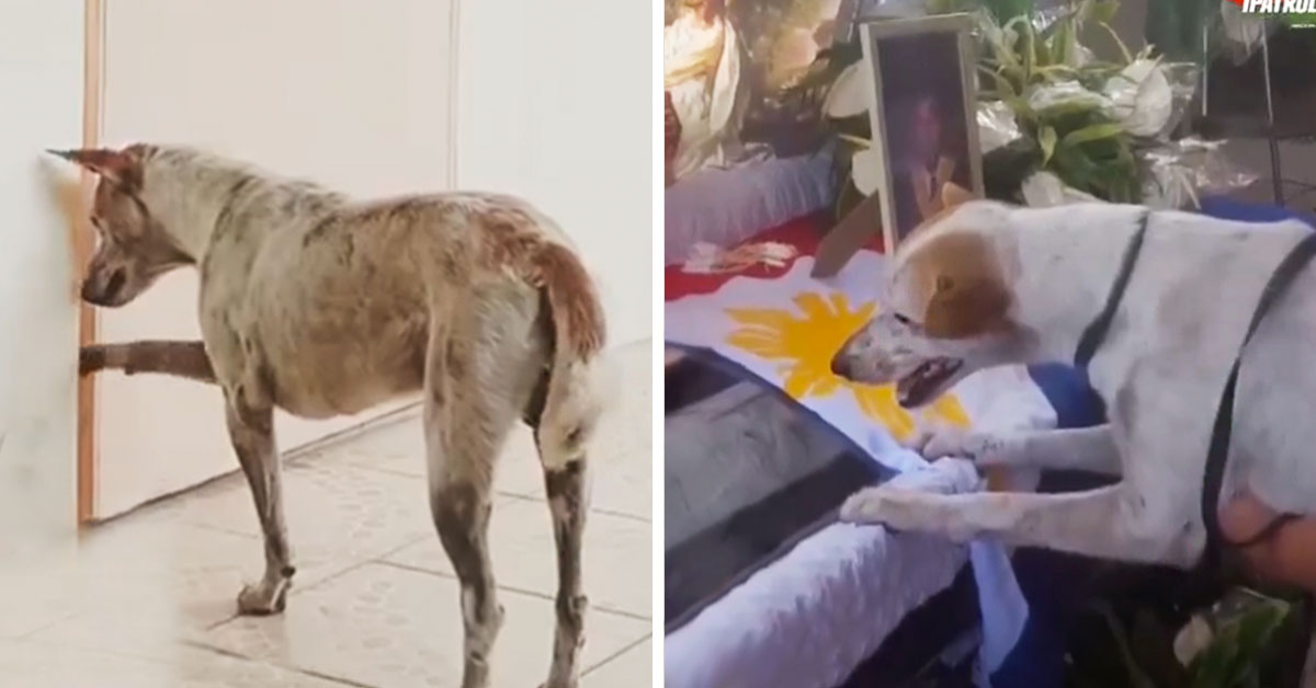 Una storia di fedeltà e amore. La storia di Buboy e della sua riunione con il suo papà umano nell’aldilà.