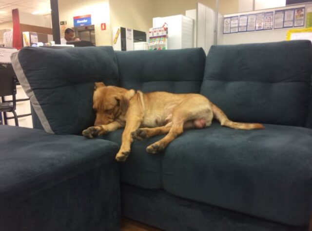 Dook-il-cagnolino-che-ha-avuto-un-lieto-fine-meraviglioso