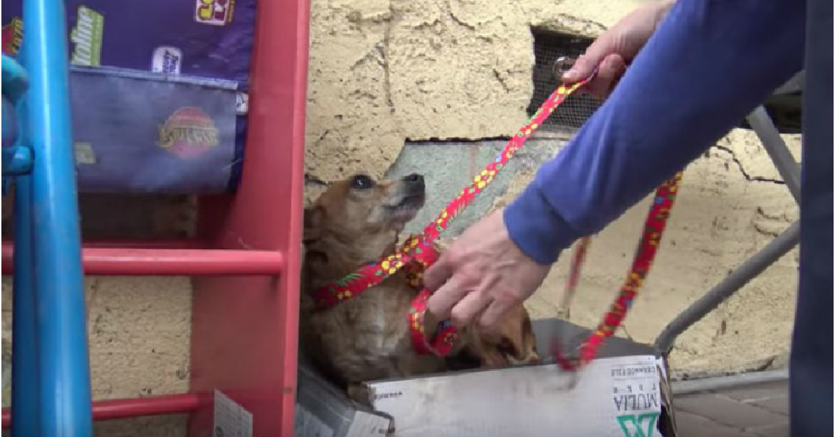 La cagnolina che viveva in una scatola di scarpe