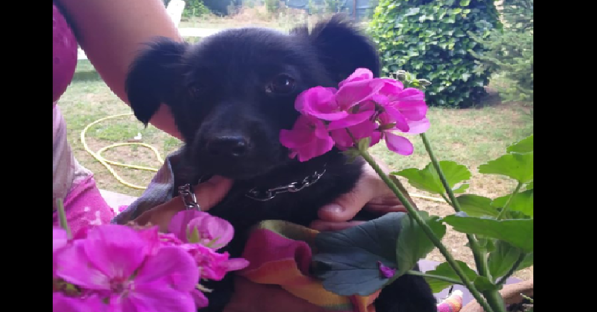 Bruna, la cagnolina rifiutata