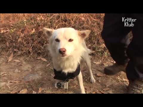 cagnolina-telecamera