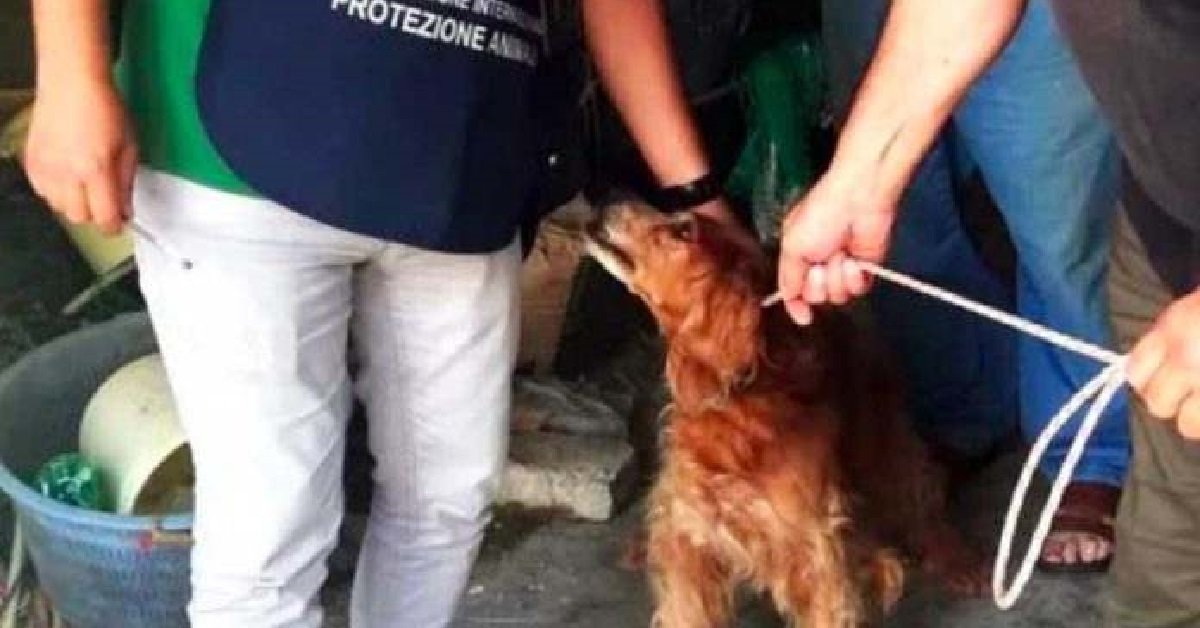 Ancona, Camilla, breton di 16 anni salvata: viveva immersa nella spazzatura