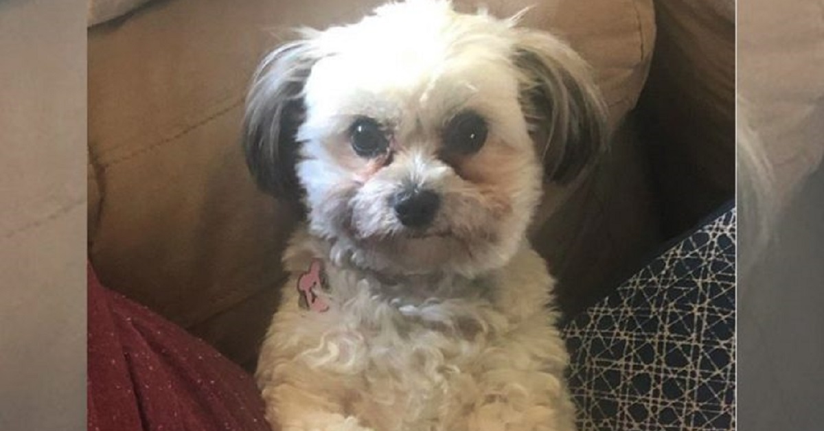 Cane ruba la dentiera