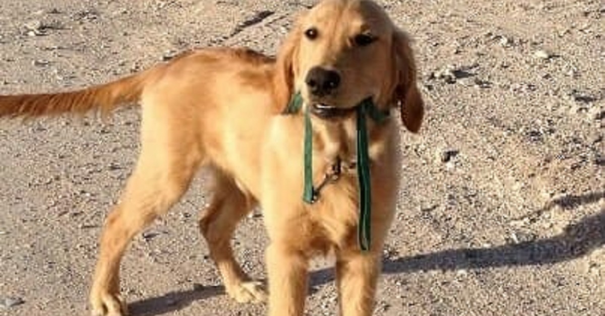 Il cane perde la vita dopo una passeggiata per un colpo di calore