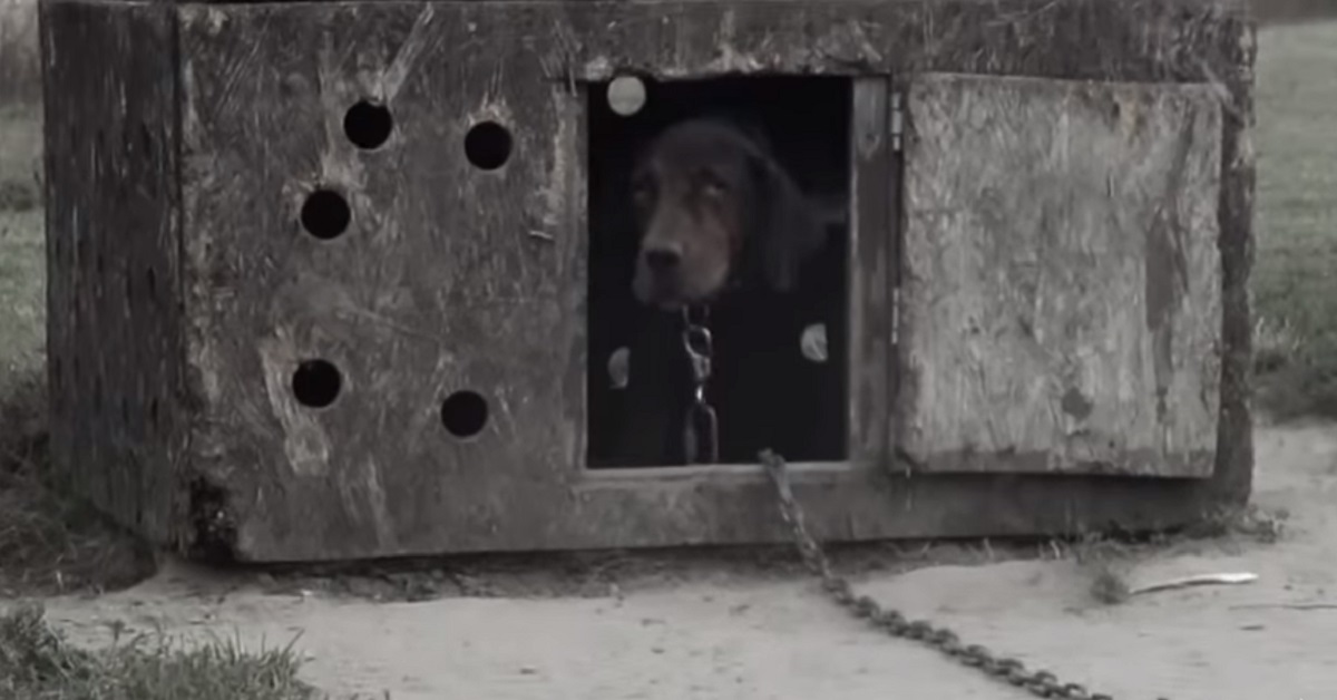 Il cane trascurato che non aveva mai avuto una coccola