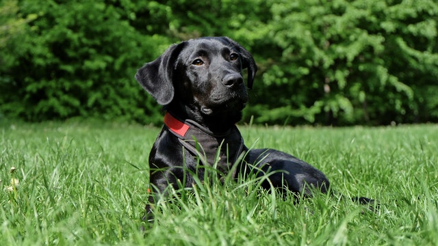 cane-giardino