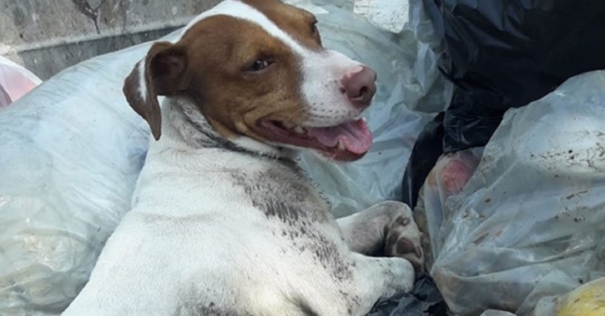 Cane Jack Russell abbandonato nell’immondizia nel quartiere Zen a Palermo