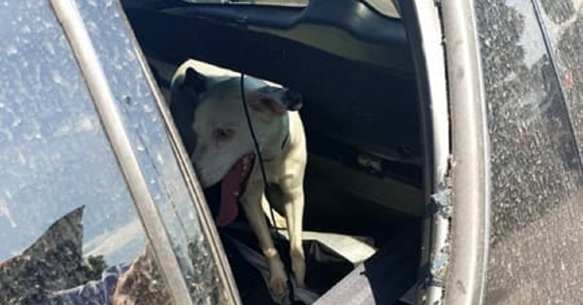 Pioltello, cane lasciato in macchina sotto il sole