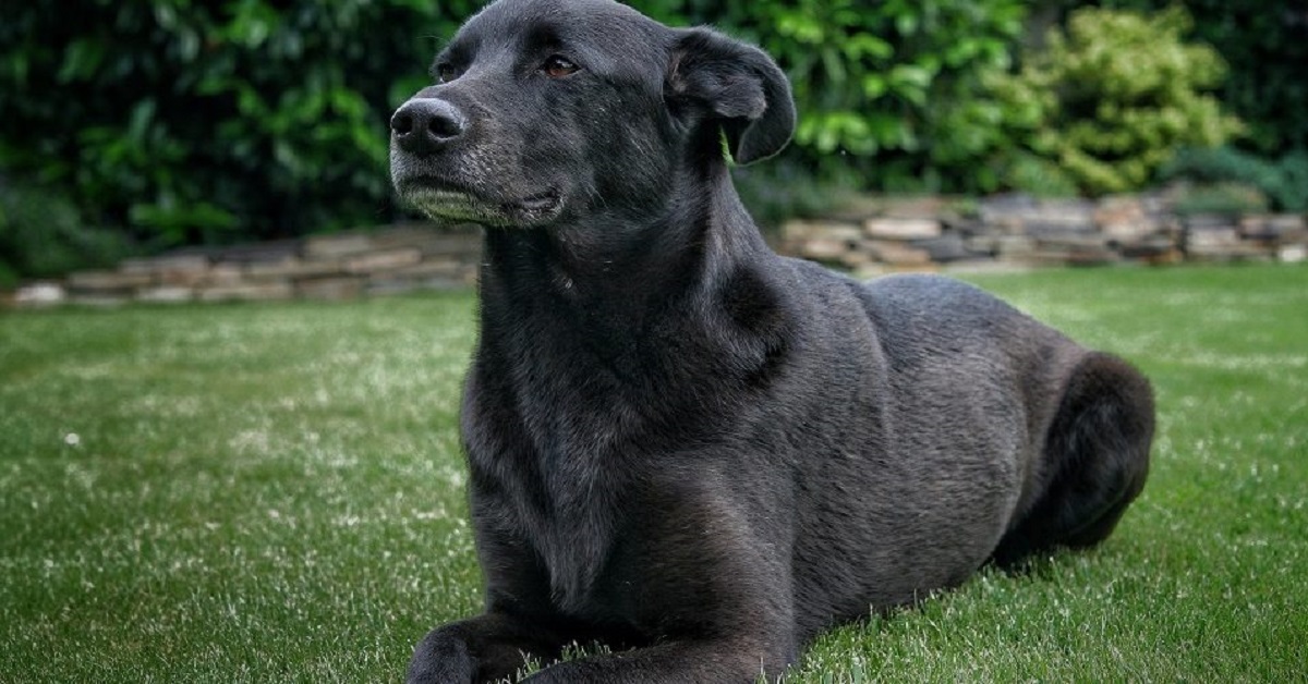 Vercelli, cane Duro, abbandonato in discarica