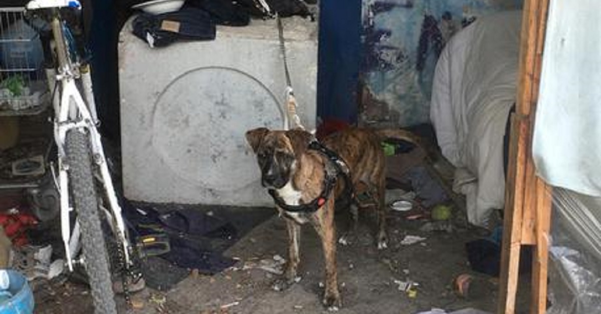Cane pitbull sequestrato a Rimini