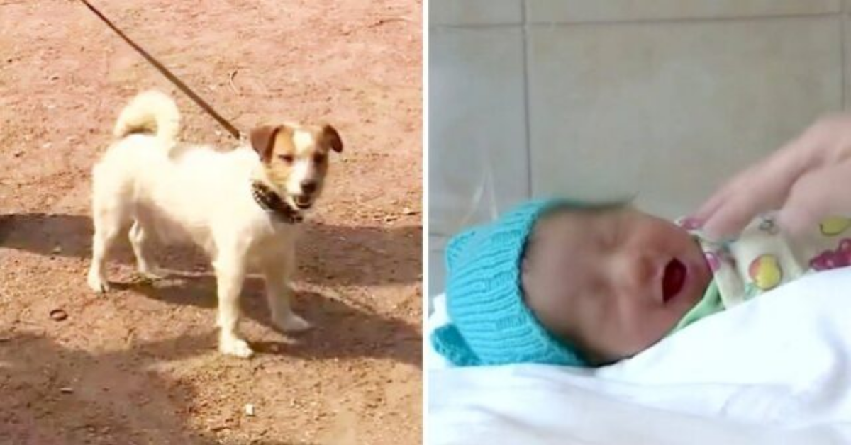 Cane eroe salva una neonata lasciata tra i cespugli