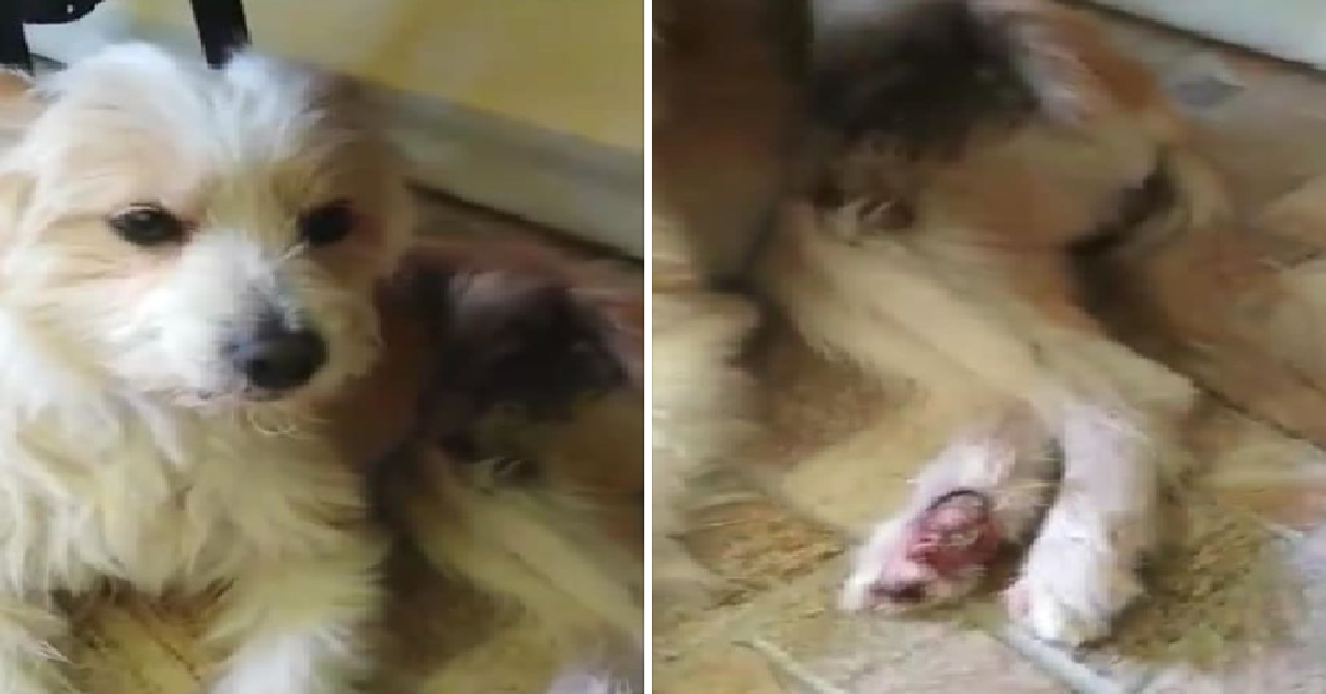 Fermato l’uomo che trascinava il suo cane a Trani