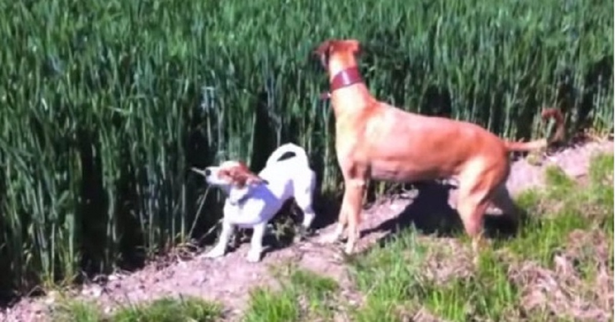 Cane corre come un canguro nel campo quando sente il fischio del proprietario