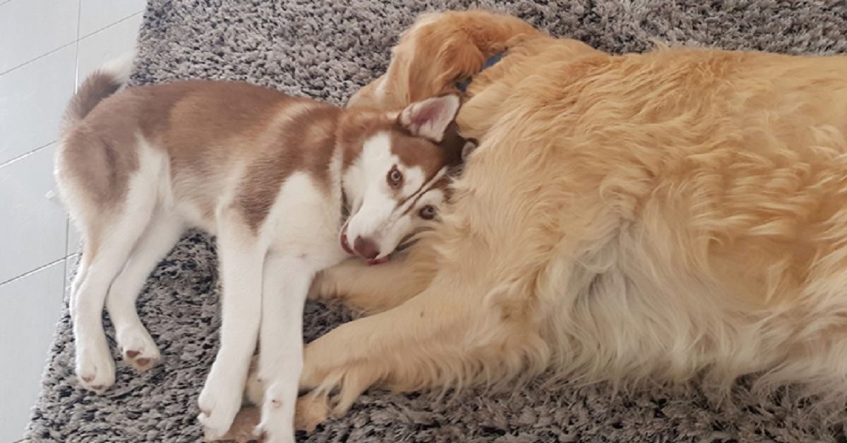 Cani da soli a casa le conseguenze Bigodino