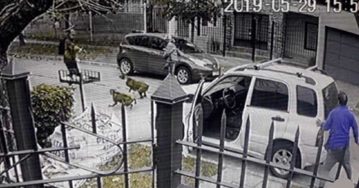 Due cani salvano il proprietario da un attacco in strada mentre era sceso dall’auto