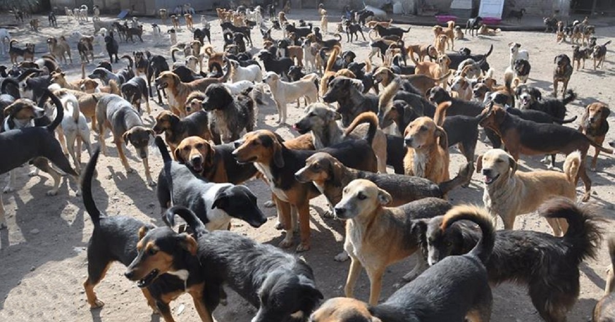 Adotta 450 cani per non vederli in strada