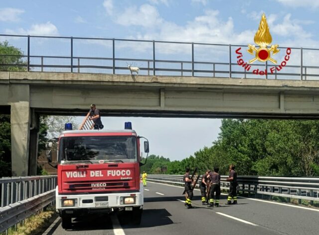 capretto-finito-sul-cavalcavia-dell'autostrada-di-Orvieto