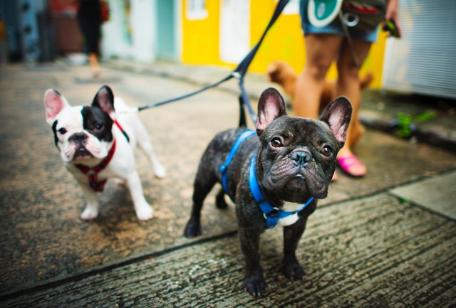 Come prendersi cura di un cane