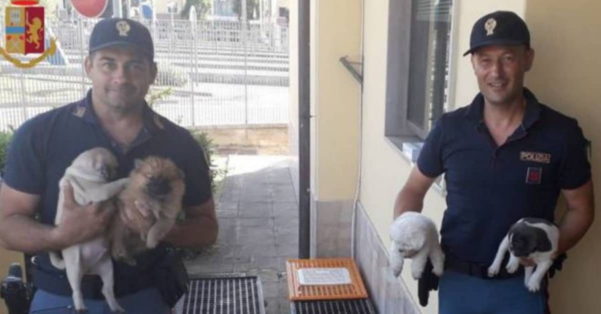 Arezzo: fermato con 53 cuccioli di razza, trasportati in modo illegale. Denunciato.