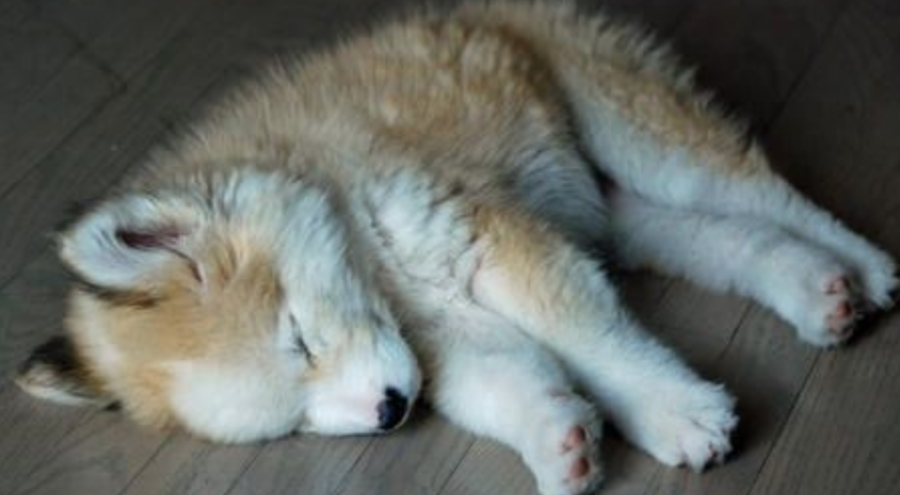 cucciolo di cane abbandonato