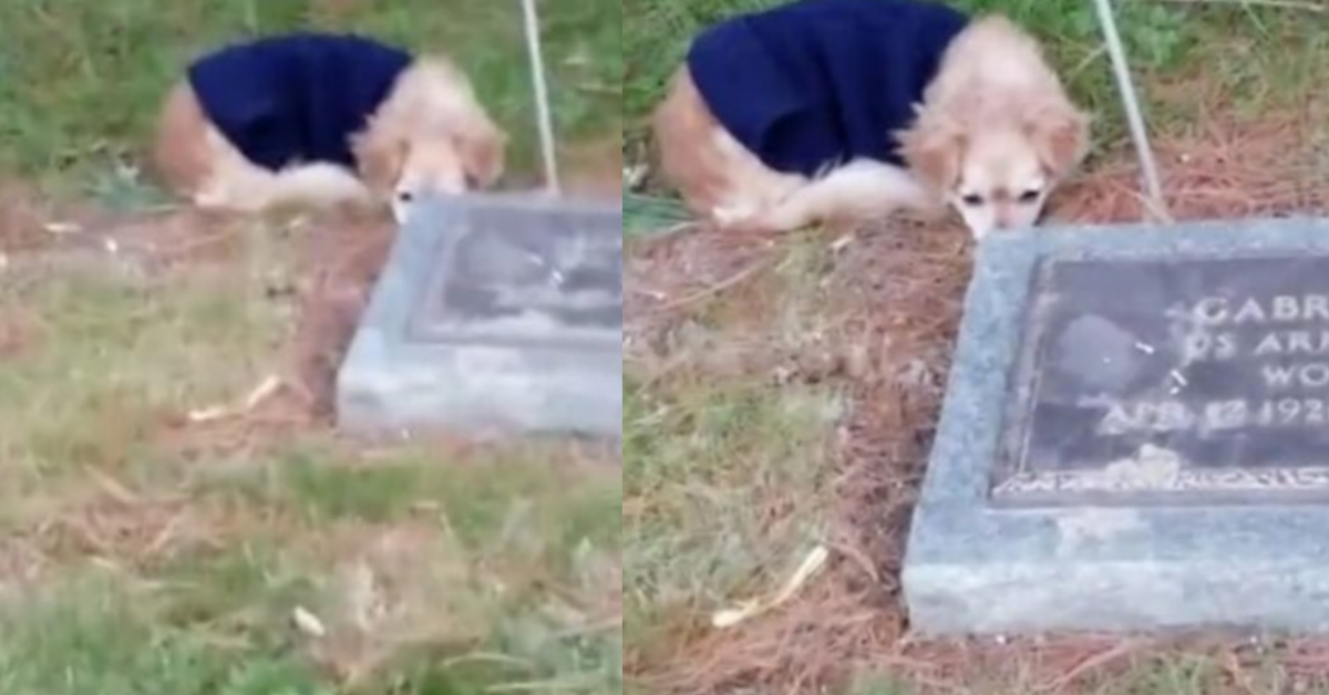 Deta si rifiuta di lasciare il cimitero, dopo che la sua mamma umana è venuta a mancare