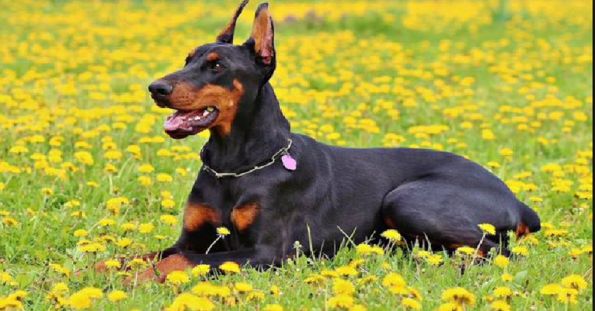 Dobermann aggredisce giovane donna