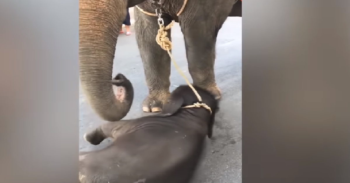Mamma elefante cerca di far alzare il suo piccolo