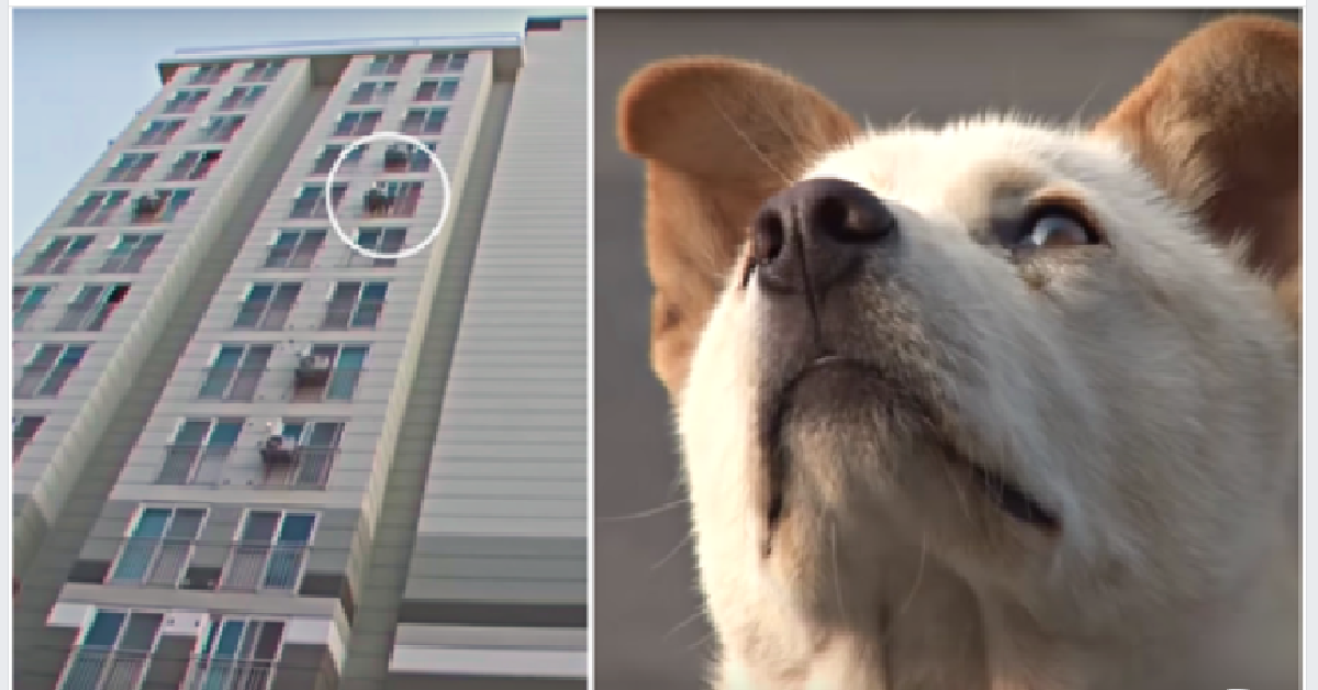 Il cane che fissava la finestra