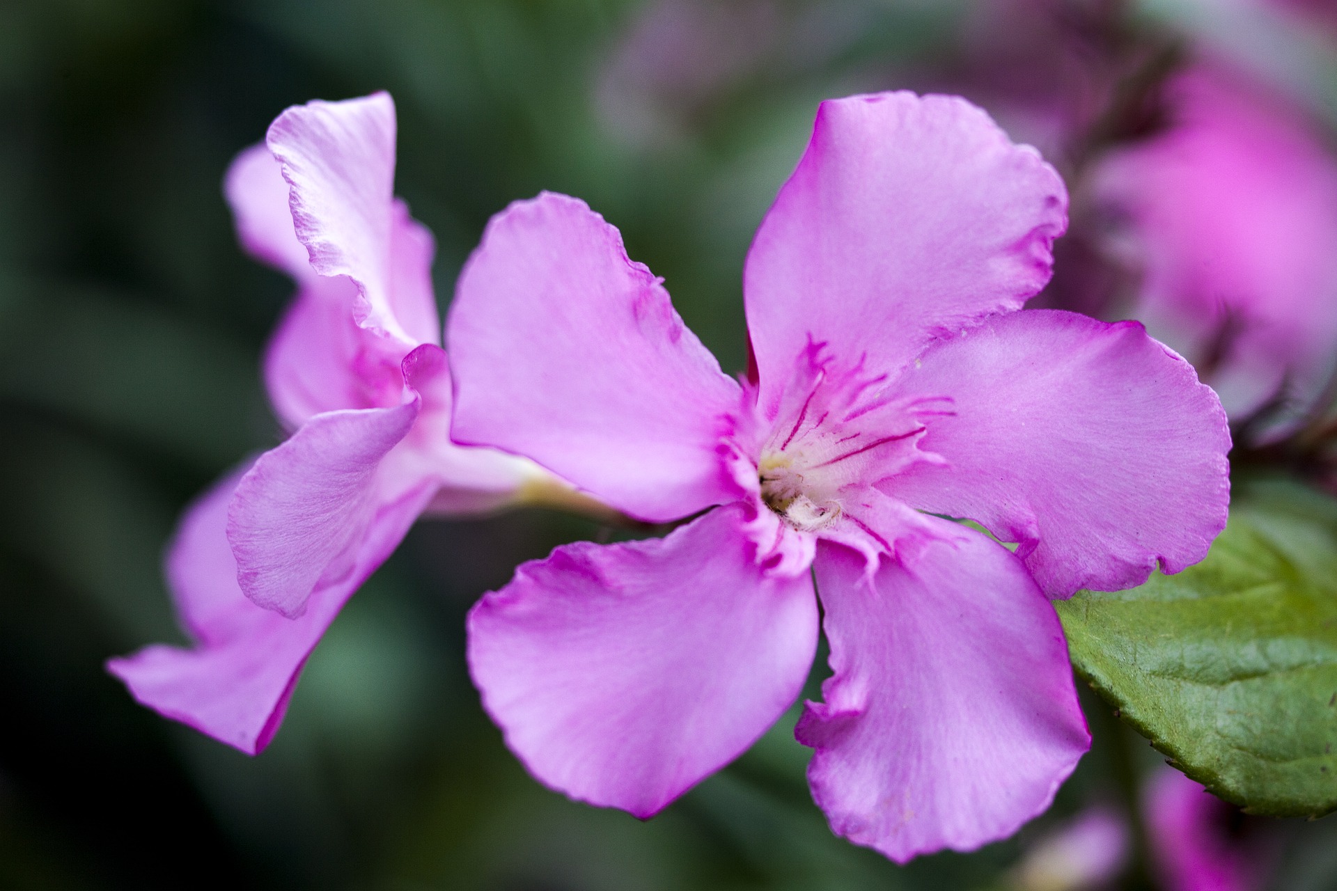 I fiori che fioriscono tutta l’estate