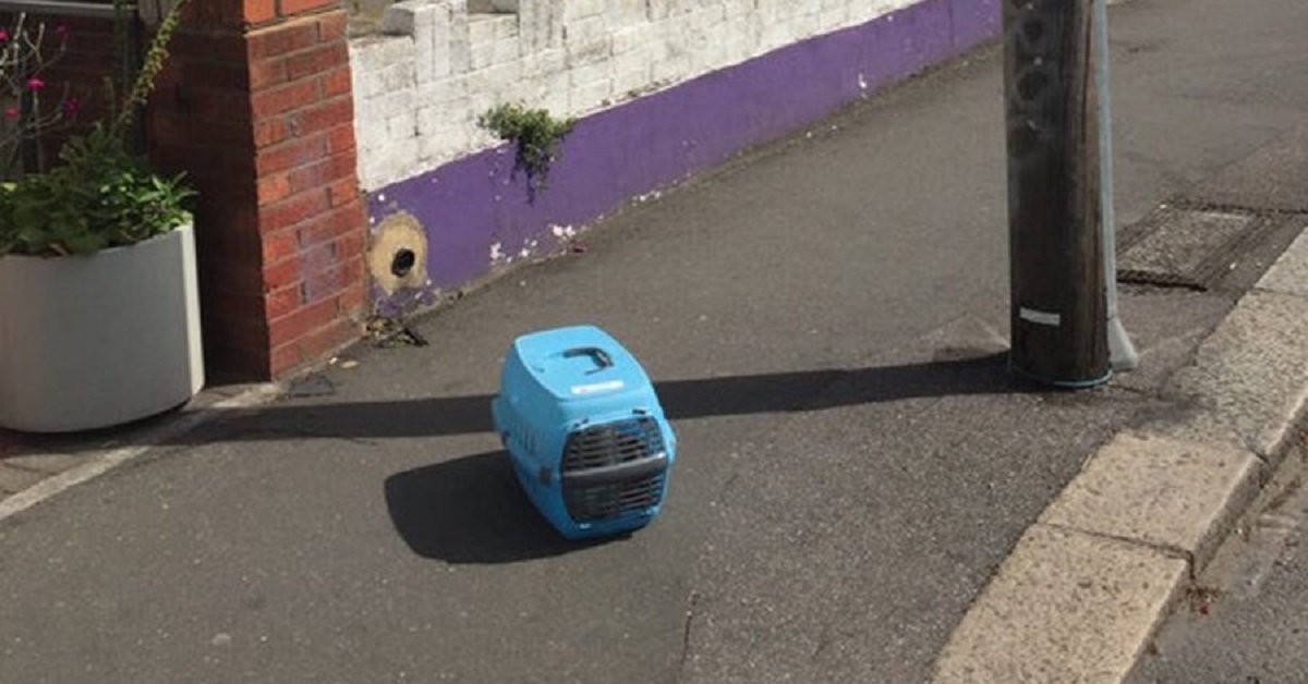 Gatto abbandonato nel caldo soffocante miagola fino a quando un angelo lo sente
