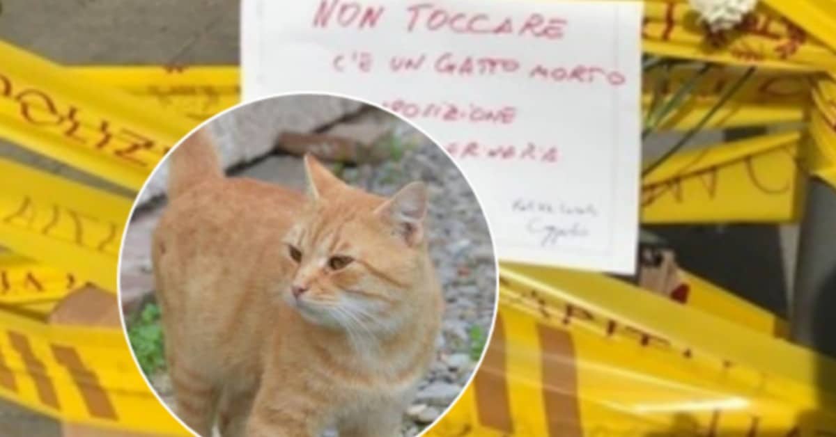 Roma: gatto senza vita in strada, recintato con del nastro giallo e coperto con una scatola