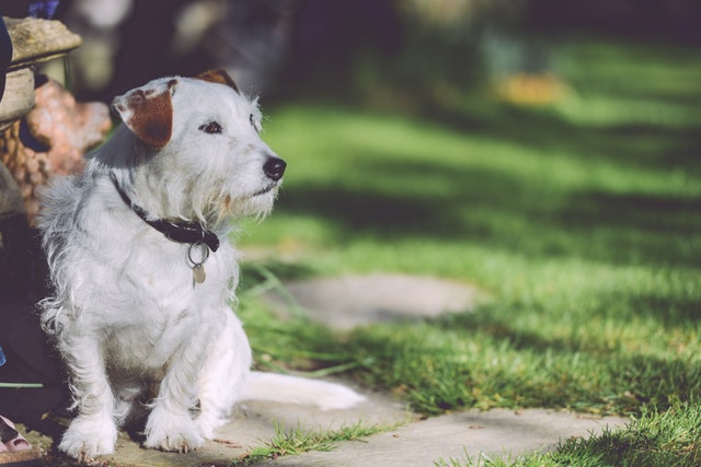 Giardino sicuro per cani: come renderlo confortevole per il tuo cucciolo