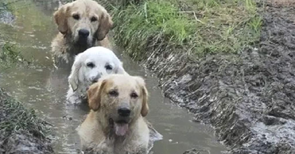 Ecco perché il tuo cane puzza quando si bagna