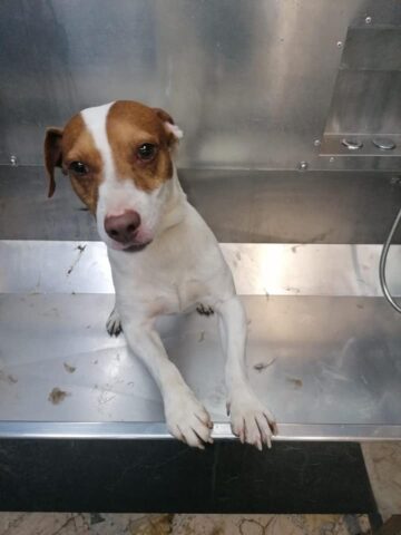 jack-russell-toeletatura