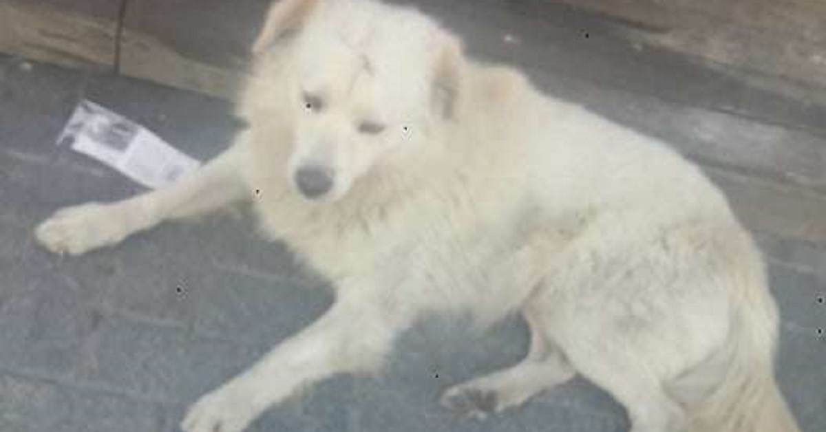 Cane smarrito non può credere che la sua famiglia lo ha ritrovato