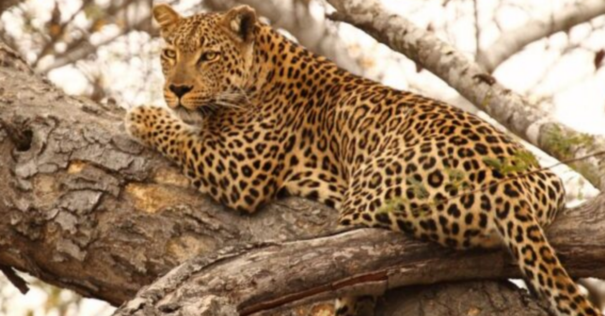 Leopardo attacca un bambino di due anni
