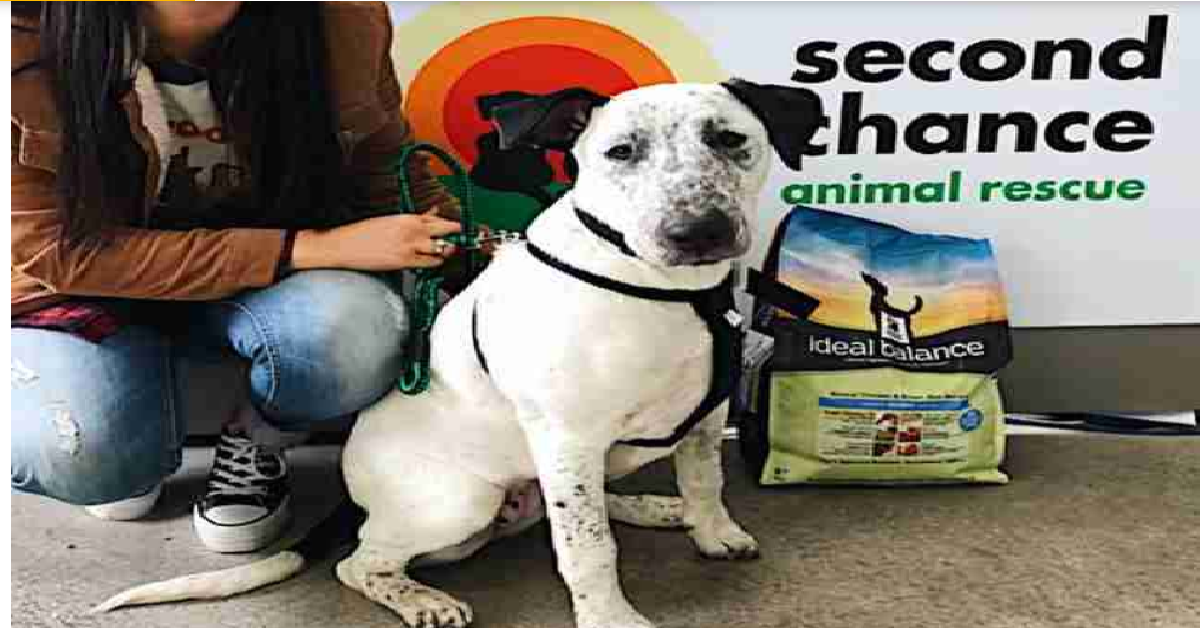 Lola, abbandonata due volte in canile