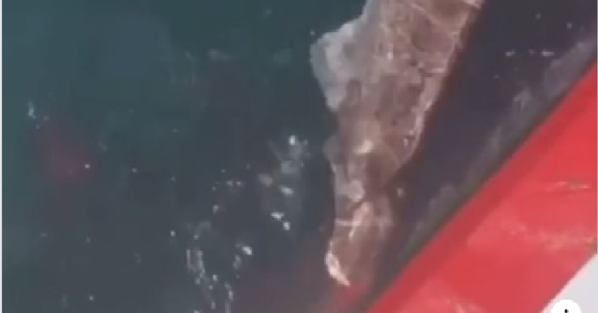 Pescatori malvagi lo tagliano e lo buttano in mare
