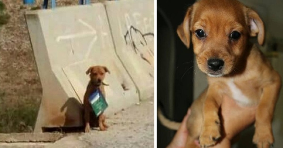 Melo, il cane abbandonato con i libretto al collo